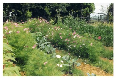 interplanting.jpg