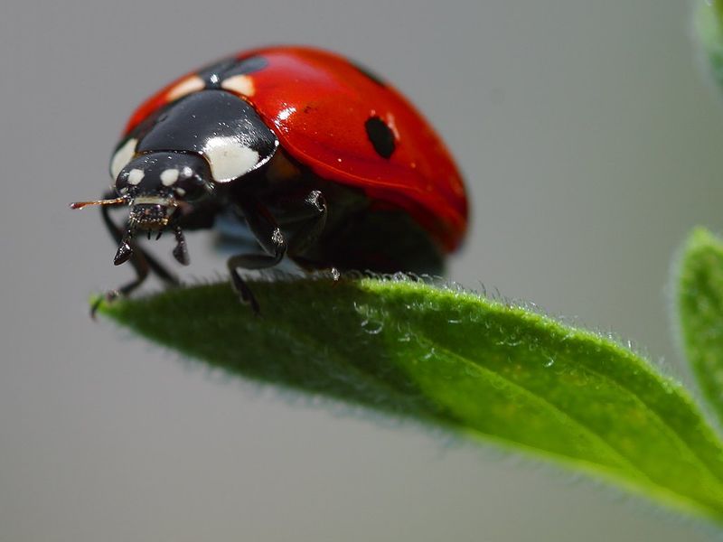ladybird.jpg