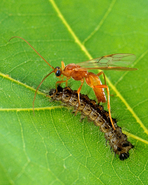 wasp.jpg